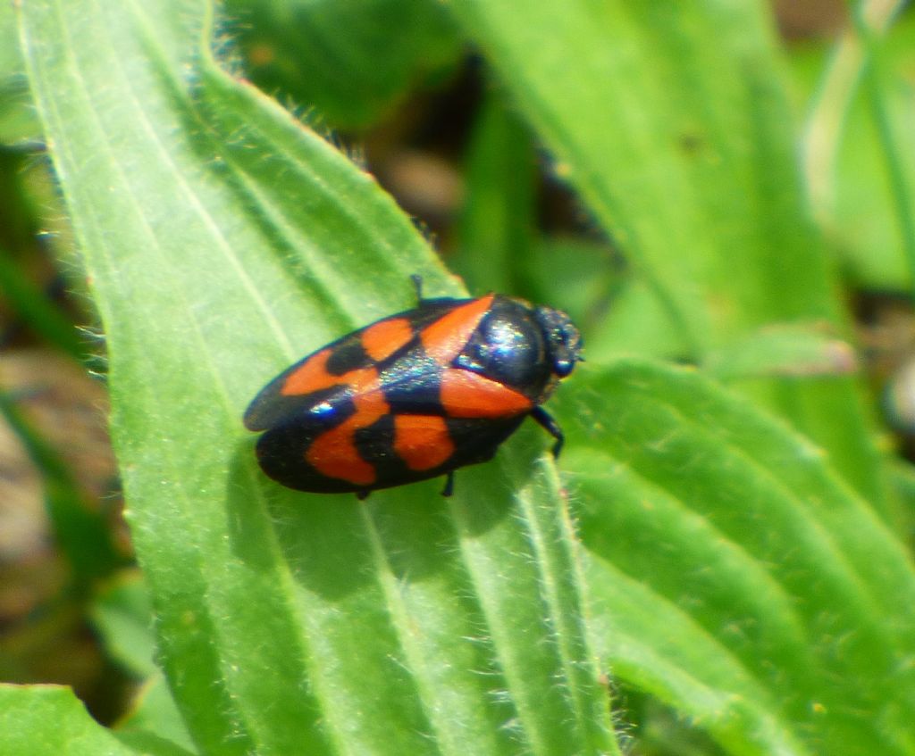 Cercopis sp. (Cicadomorpha Cercopidae)